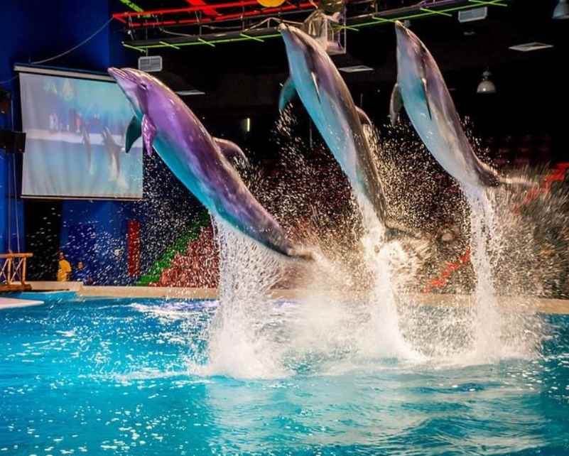 Dolphinarium